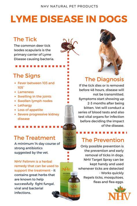 Treating Lymes Disease In Dog