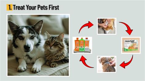 Treating Your Pets The First Crucial Step