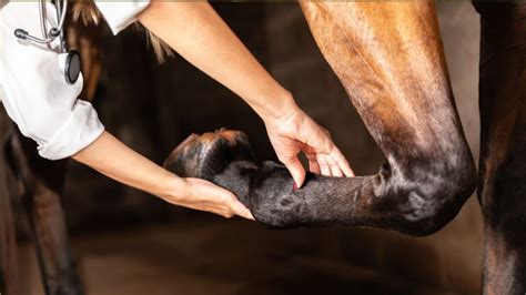 Treatment Options for Front Leg Lameness