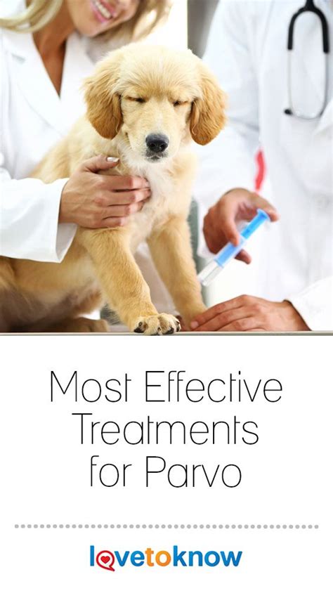 Treatment Options for Parvo in Dogs