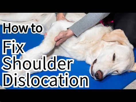 Treatment Options for a Dislocated Dog Shoulder