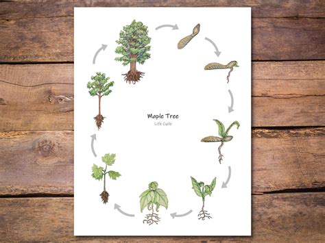 Tree Life Cycle Printable