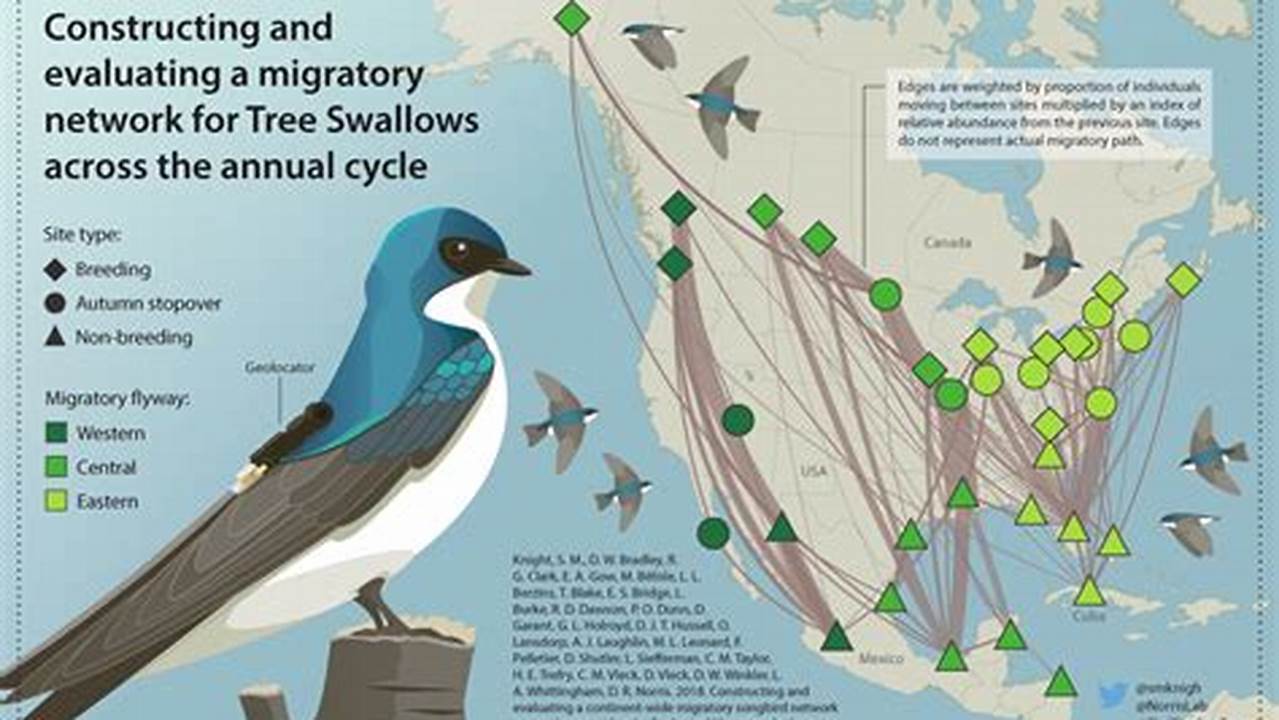 Tree Swallow Migration 2024