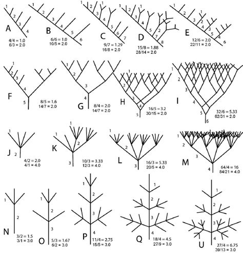 Tree Branching Patterns