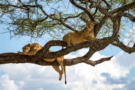 Tree Climbing Lion Lake Manyara