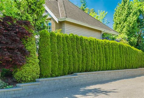 Tree Fences for Privacy Benefits and Considerations