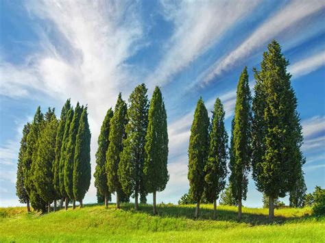 Image of tree reaching for the sun