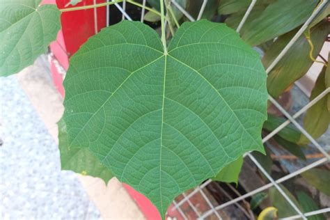 Tree Large Heart Shaped Leaves