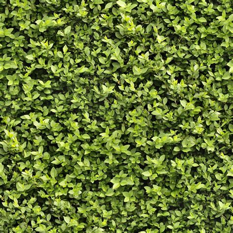Tree Leaves Texture