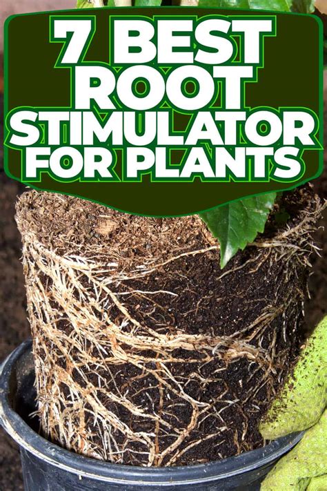 Tree Root Stimulator