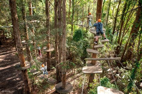 Tree Ropes Course Fun