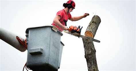 How a Wrenching Tree Service Left My Yard in Shambles: Unveiling the Reality of Property Damage