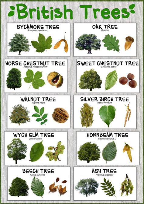 Tree Species