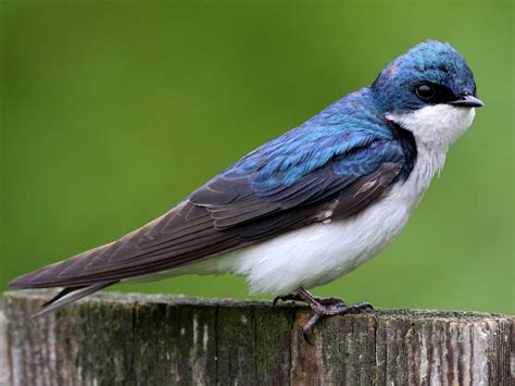 Tree Swallow