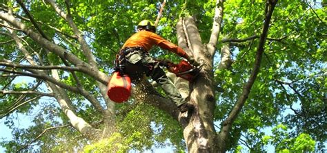 Transform Your Landscape with Expert Tree Trimming Services in St. Louis Park, MN