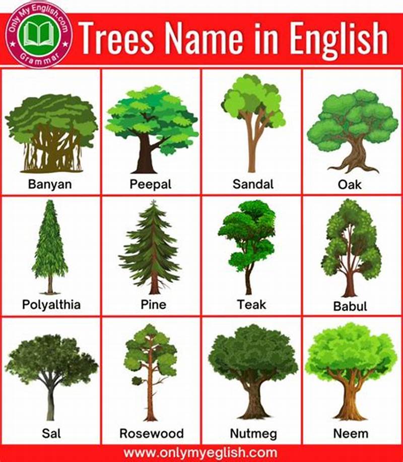 Tree Types Chart