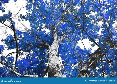 Tree With Blue Leaves