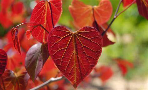 Tree With Heart Leaves