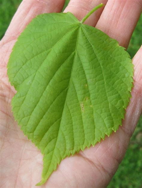 Tree With Heart Shaped Leaves