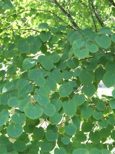 Tree With Large Heart Shaped Leaves