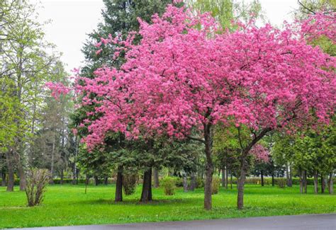 Tree With Pink And Green Leaves