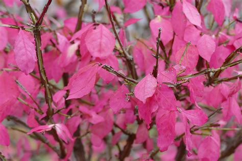 Tree With Pink Leaves