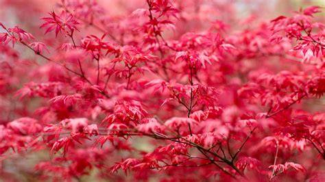 Tree With Red Leaves In Spring