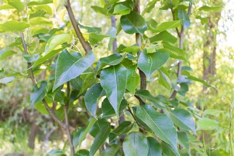 Tree With Shiny Leaves