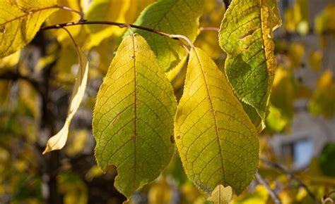 Tree With Yellow Leaves In Summer