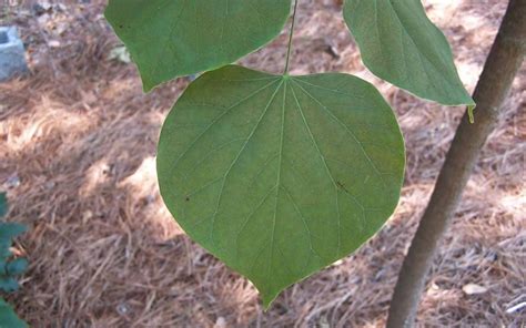 Trees With Spade Shaped Leaves