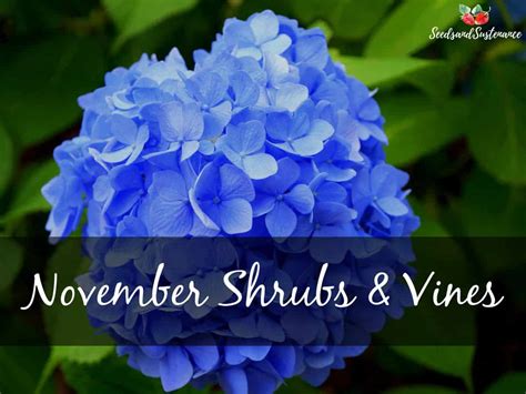 Trees and shrubs to plant in November