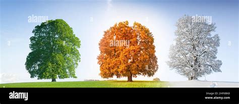 Trees in Different Seasons