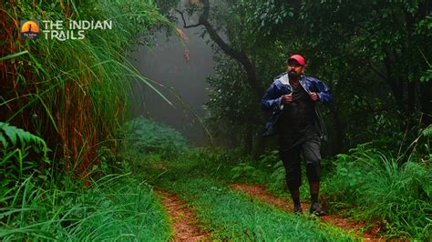 Trekking through the forest