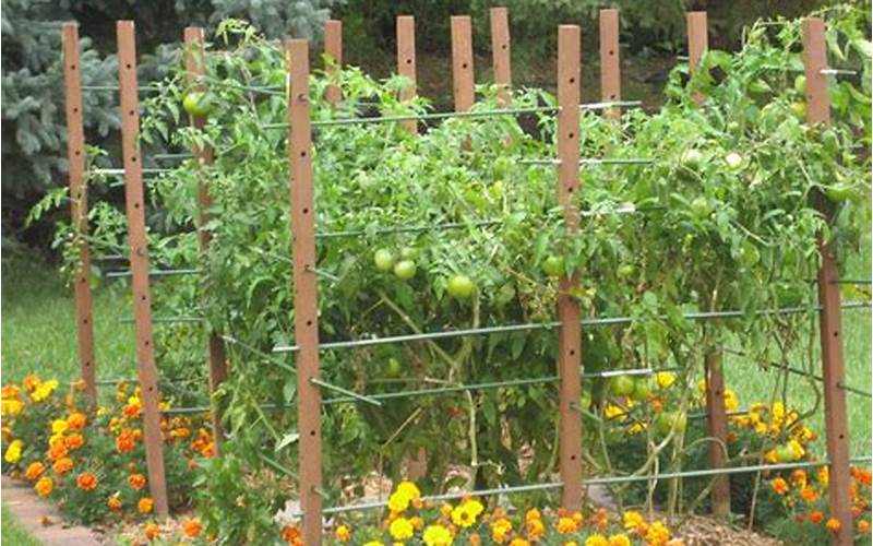 Trellis For Planting Tomatoes