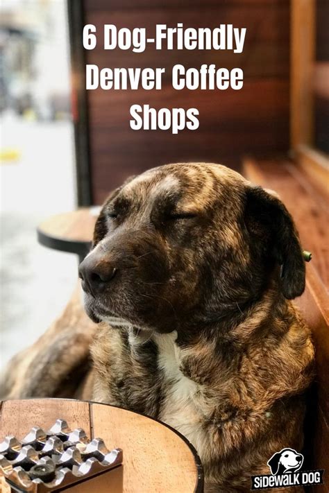 Trends For 5 Dog Friendly Coffee Shops In Denver