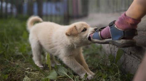Trends For Ankle Biter Dog