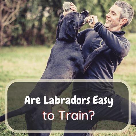 Trends For Are Labradors Easy To Train
