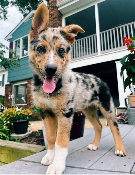 Trends For Australian German Shepherd