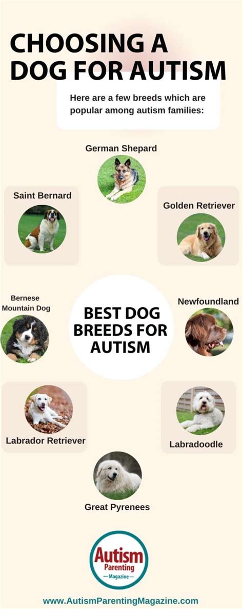 Trends For Autism Dog Breeds