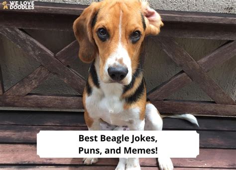 Trends For Beagle Meme