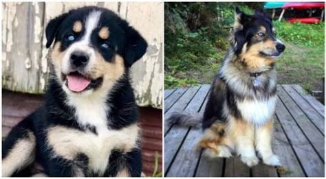 Trends For Bernese Husky Mix