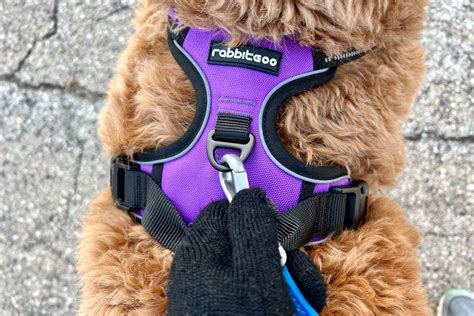 Trends For Best Harness For A Dog