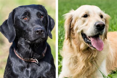 Trends For Black Lab Golden Retriever Mix