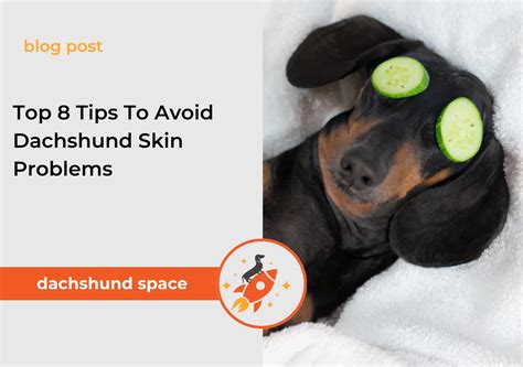 Trends For Blue Dachshund Skin Problems