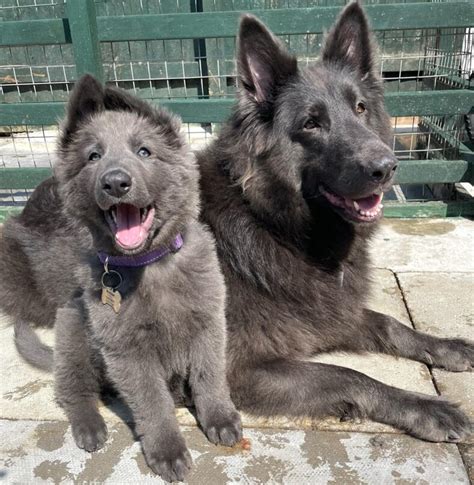Trends For Blue German Shepherd