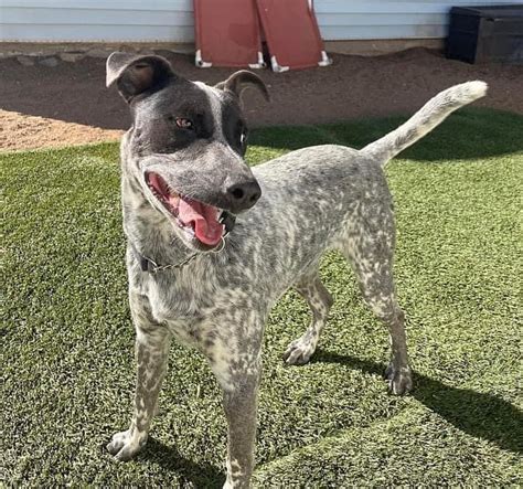 Trends For Blue Heeler Lab Mix