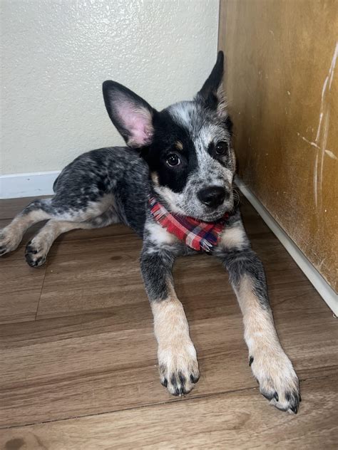 Trends For Blue Heeler Mix