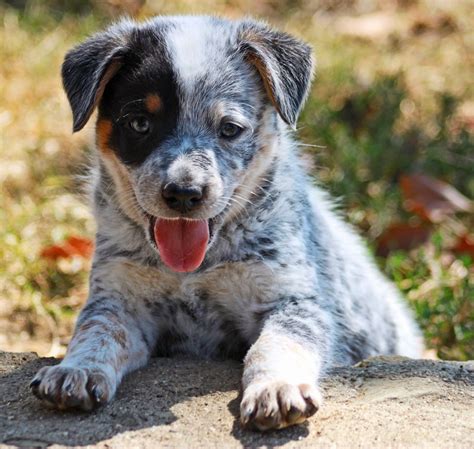 Trends For Blue Heeler Pup