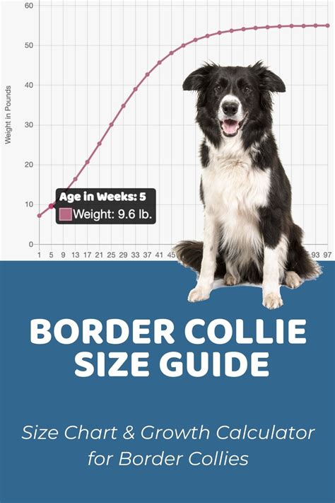 Trends For Border Collie Growth Pictures