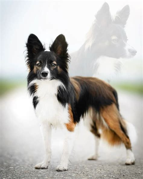 Trends For Border Collie Papillon Mix